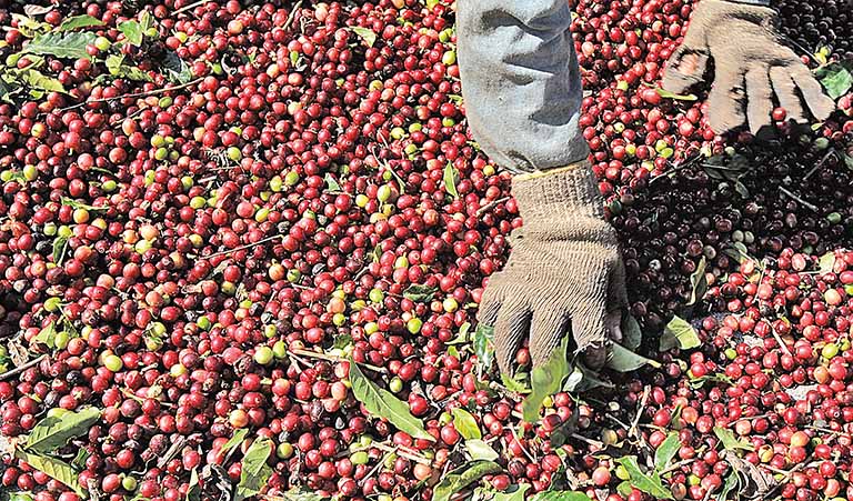 Marcas próprias de cafés especiais aumentam rentabilidade de pequenos produtores no país
